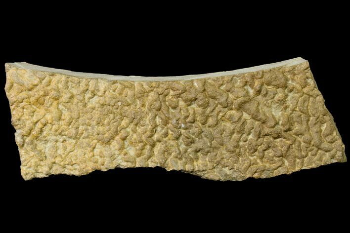 Pennsylvanian, Fossil Microbial Mat - Oklahoma #155969